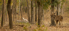 sambar